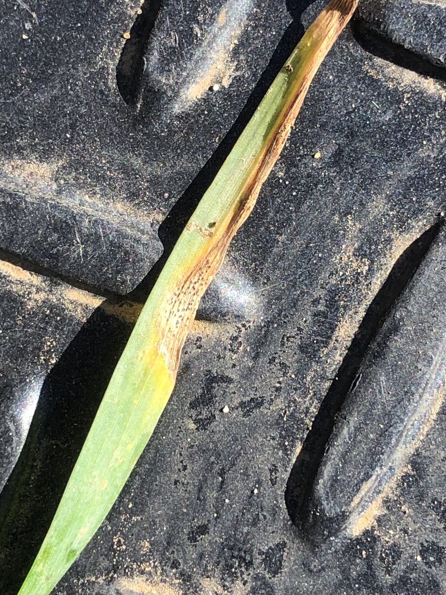 John_Stuch's tweet photo. Septoria tritici easy to find in Scepter wheat and NFNB showing up in Spartacus barley (as well as plenty of SFNB) in the Wimmera. https://t.co/aqma8Y0mtv