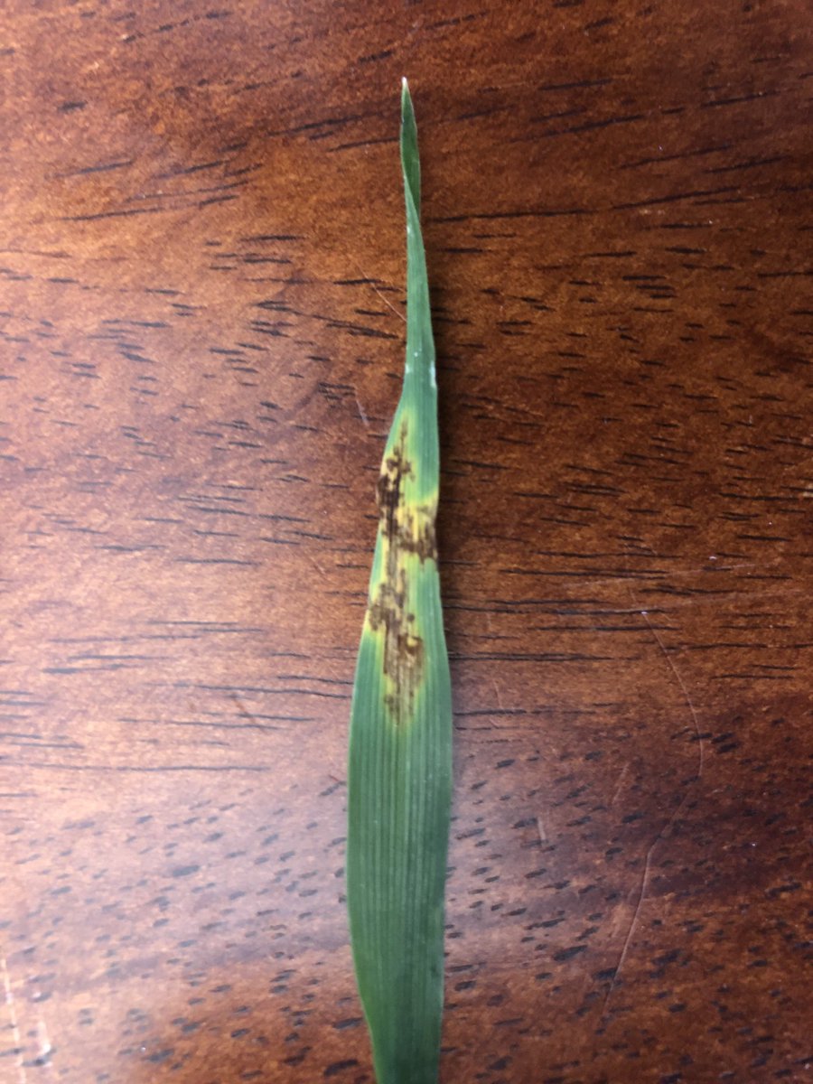 John_Stuch's tweet photo. Septoria tritici easy to find in Scepter wheat and NFNB showing up in Spartacus barley (as well as plenty of SFNB) in the Wimmera. https://t.co/aqma8Y0mtv