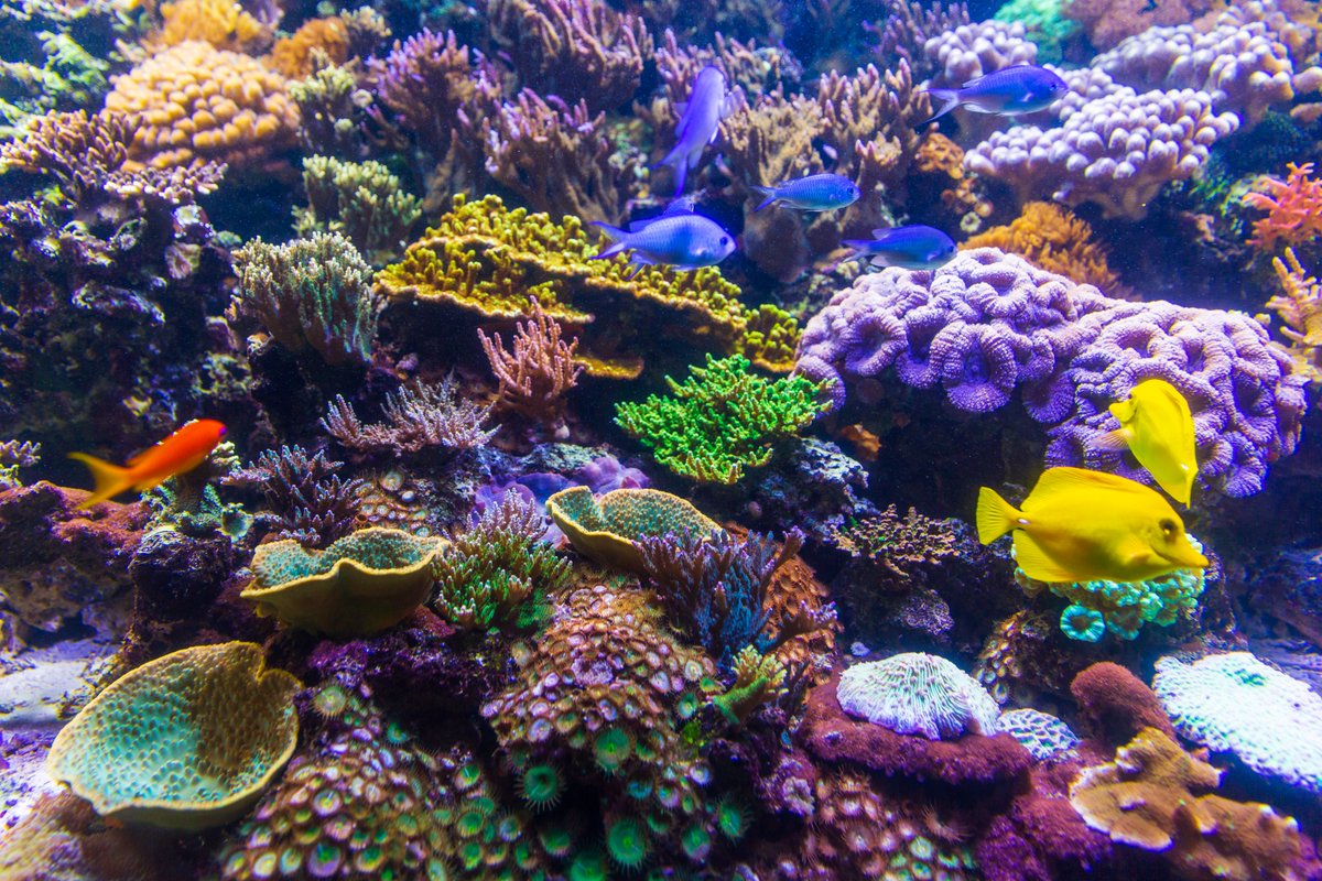 A picture of a brightly coloured coral reef.