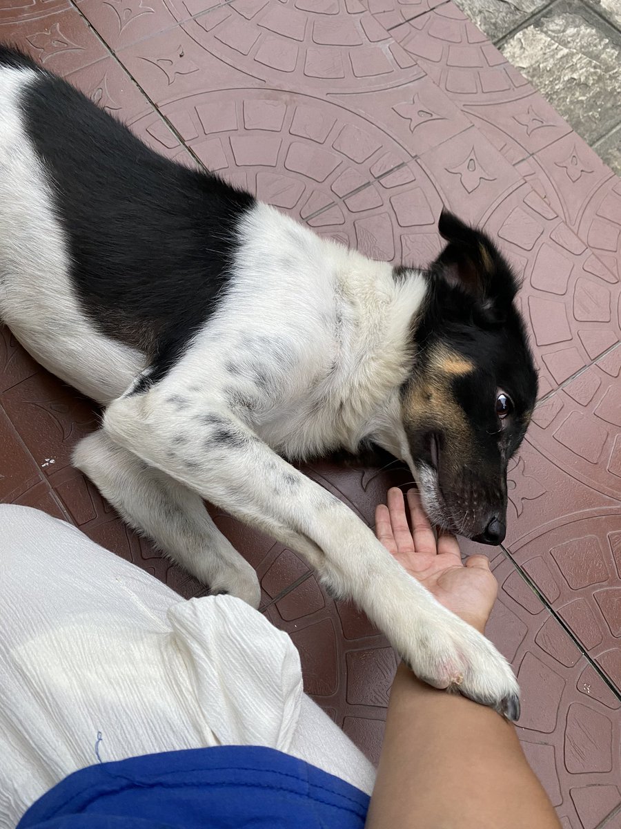 I think my parents dog is warming up to me 🥲