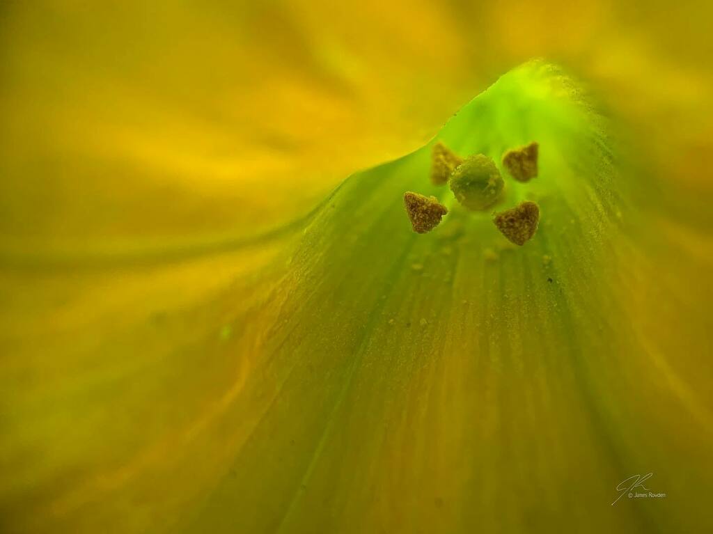Jimrow's tweet image. Leading the eye. 
.
.
.
.
#littlethings #macrophotography  #flowersofinstagram #bokeh instagr.am/p/CR63KKOjAGy/
