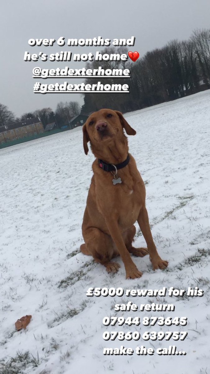 getdexterhome's tweet image. 👀HAVE YOU SEEN ME?👀
I want to go home to my family. . . 

#Stolen Dexter from #Beaconsfield, #Bucks, #UK - Adult male Fox Red #Labrador - Neutered &amp;amp; Chipped #ScanMe - Huge #reward 

CALL US NOW, LETS MAKE A DEAL🤞#GetDexterHome #Olympics #RT #DogTheft #TheftbyFinding