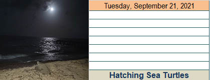 LeaningPalm's tweet photo. What’s on your calendar?  #seaturtles #leaningpalm
#travelbelize #belizevacations #secludedbeaches #belize #beachlife #beachvacations #offthebeatenpath #treatyourself #belizehotels #bestbelizehotels https://t.co/HaPejEbhNq