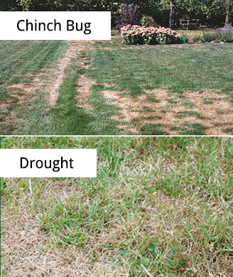 AtlanticGandT's tweet image. Chinch Bugs.... Do not let your guard down if you haven&apos;t treated for them! Continue monitoring daily, closely check any areas that don&apos;t look perfect!