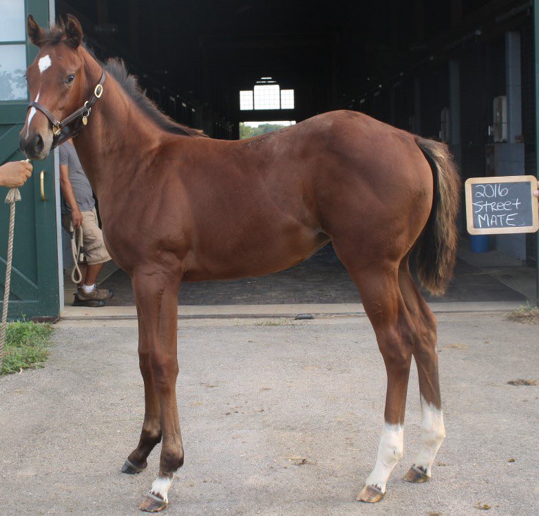 AirdrieStud's tweet photo. Recognize this beautiful filly? 
She’s none other than MGSW BELL’s THE ONE! After her thrilling victory in the G2 Honorable Miss at #Saratoga we thought an adorable #tbt was in order! Born and raised at Airdrie, we are so proud of her! ❤️🔔#throwbackthursday #bellstheone https://t.co/gqZeGY1pnR