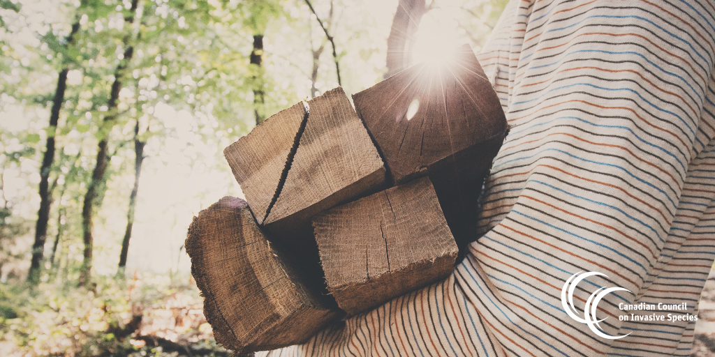 CanadaInvasives's tweet image. Bonfire with friends? Get ready to burn the midnight oil, or firewood. Just be sure to buy local and burn local firewood. #BuyLocalBurnLocal #Camping #summer
Buylocalburnlocal.ca