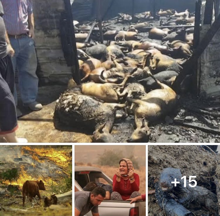 ESA60307235's tweet photo. #Manavgatta can kaybı yok diyenler..görmezden gelsenizde onlarda “CAN..”Allah,ın  dilsiz kullarım dediği “Can”larımız diri diri yanıyorlar 😰😰😰 https://t.co/rK4BpmQnZL