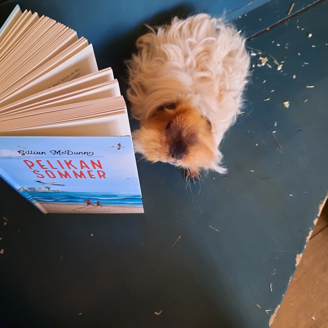 SeelenGold's tweet photo. https://t.co/2LOBuDRFxp ein tolles #sommerferien #buch ist der #pelikansommer erschienen im @sfischerverlage https://t.co/I1K0tXhbxP