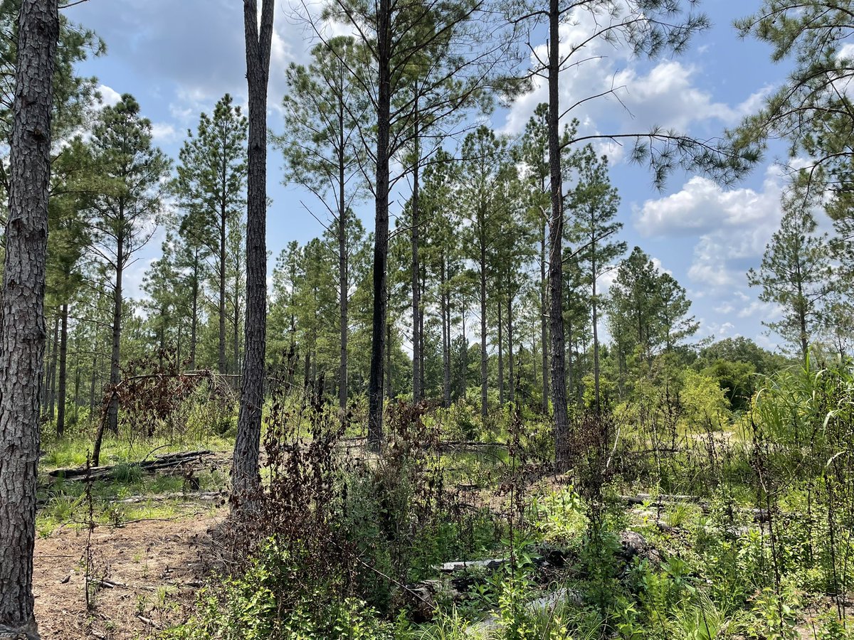 Dr. David Coyle (@drdavecoyle) on Twitter photo Could we have picked a hotter day to measure how the #invasivespecies and #foresthealth pest Callery pear responds to #prescribedfire? Probably not, but <a href="/ClemsonForest/">Clemson University Forest Health</a>, <a href="/UGAWarnell/">UGA's Warnell School</a>’s David Clabo and I sweated it out. Could we have picked a hotter day to measure how the #invasivespecies and #foresthealth pest Callery pear responds to #prescribedfire? Probably not, but <a href="/ClemsonForest/">Clemson University Forest Health</a>, <a href="/UGAWarnell/">UGA's Warnell School</a>’s David Clabo and I sweated it out.
