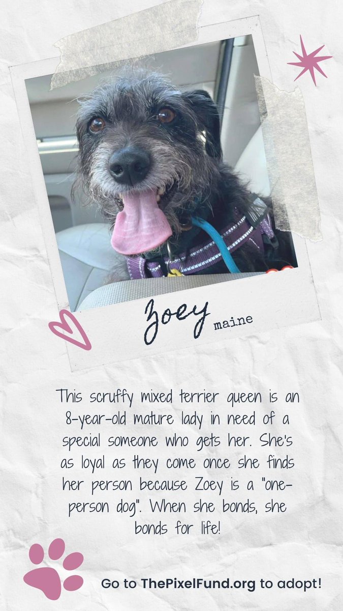 Guess who’s up for #adoption in Florida?! This beautiful #pup apply online thepixelfund.com