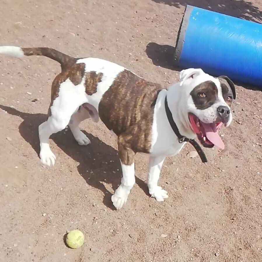 CETACES_Ingenio's tweet photo. #Daylos se encuentra en adopción responsable. Es un osito grandullón❤️.
Macho, joven y de un grandísimo corazón. Le encanta el agua... no se nota ¿no? y como no, una pelota 😂
Si quieres brindarle la oportunidad de tener un 🏡 responsable, envíanos un ✉️ privado
#adopta #ayuda https://t.co/yLrIudC34c