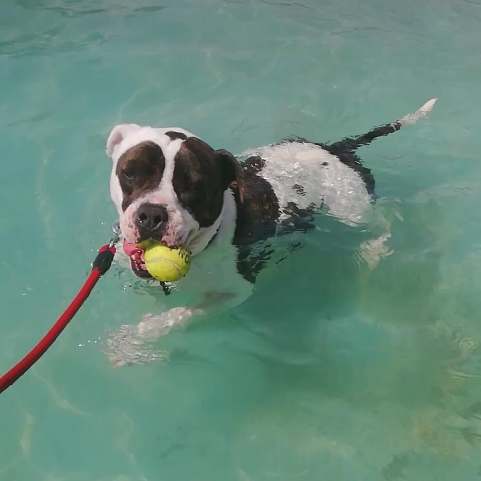CETACES_Ingenio's tweet photo. #Daylos se encuentra en adopción responsable. Es un osito grandullón❤️.
Macho, joven y de un grandísimo corazón. Le encanta el agua... no se nota ¿no? y como no, una pelota 😂
Si quieres brindarle la oportunidad de tener un 🏡 responsable, envíanos un ✉️ privado
#adopta #ayuda https://t.co/yLrIudC34c