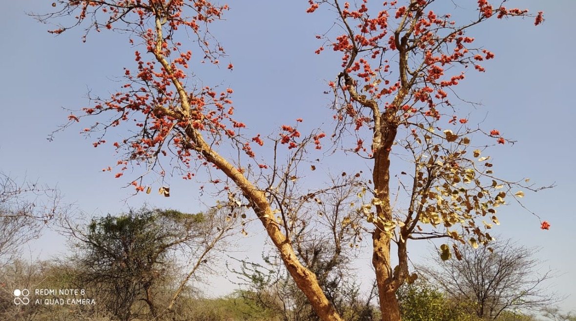 #KNOWTHEARAVALLIS

Palash (flame of forest) is a tree that dots the landscape of Aravallis. According to experts, this tree comes first in the process of Natural Aforestation. It has many medicinal uses for treating various diseases and mining will only cease its existence here.