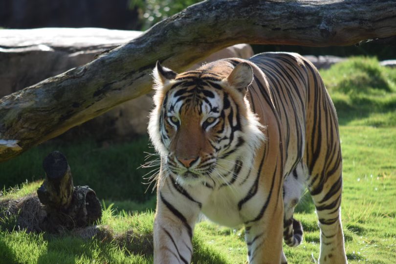 MikeTheTiger's tweet photo. When it’s International Tiger Day and you’re celebrating all that makes Tigers great. https://t.co/0DbLyNLlO3
