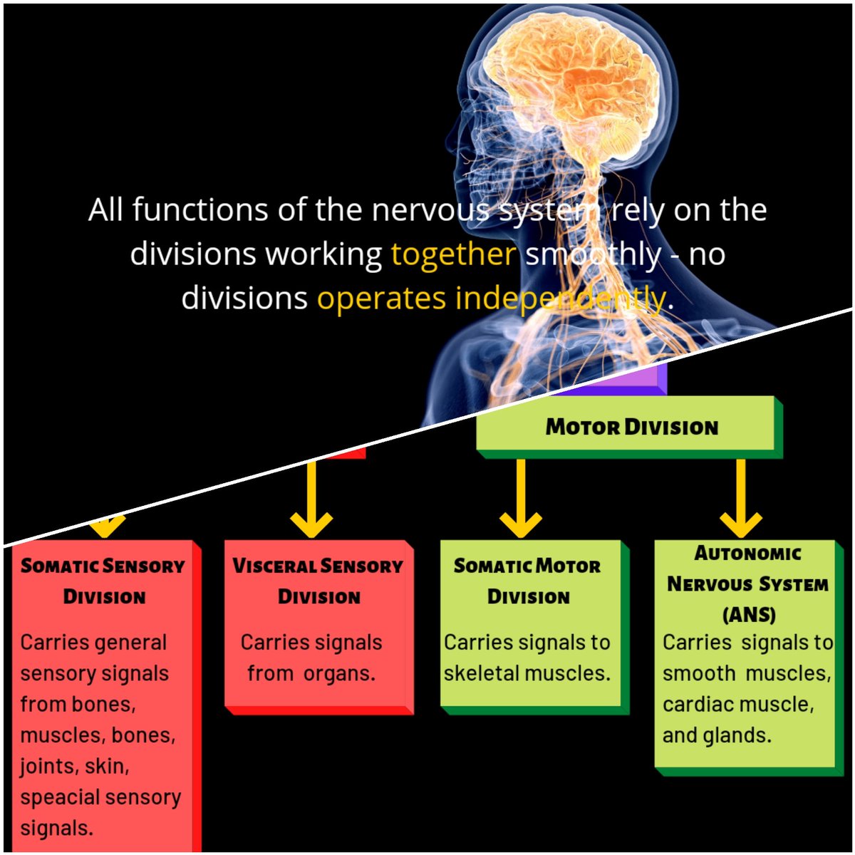 SayAssociation's tweet photo. All functions of the nervous system rely on the divisions working together smoothly - no divisions operates independently...

Want to know more?!!

🔥Check Out⬇️ https://t.co/dCx5be7O7n

#EducationForAll #healthcare #HealthTech #COVID19 #COVID19nsw https://t.co/1jMSqNRTCH