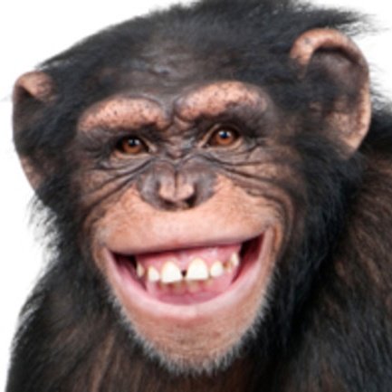monke tweet media