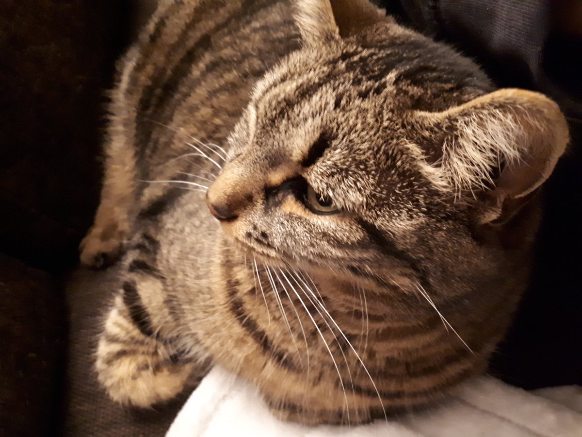 punkclarinet's tweet photo. My parents' cat lady Virpi. It's a Finnish name, not a Swiss one๐ my mum wanted to name her after cross-country skier Virpi Kuitunen.
#MacPets #SaveMacGyver https://t.co/ha9Cv0RVjE