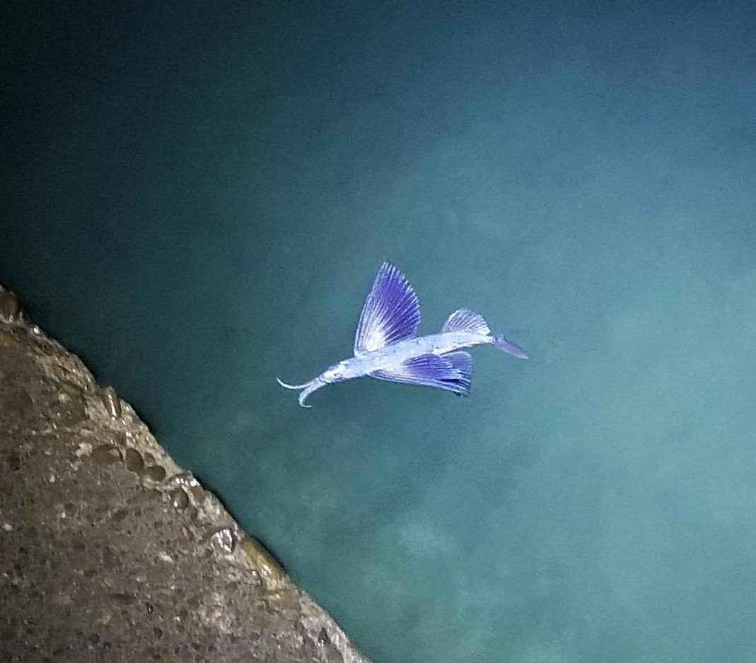 トビウオ 半透明で美しい魚を発見 話題の画像プラス トビウオ 半透明で美しい魚を発見 話題の画像プラス