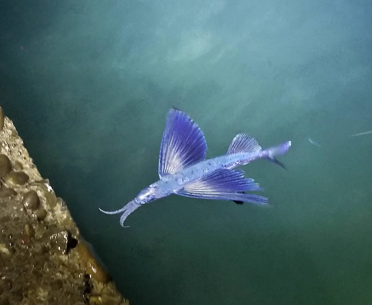 トビウオ？！半透明で美しい魚を発見！