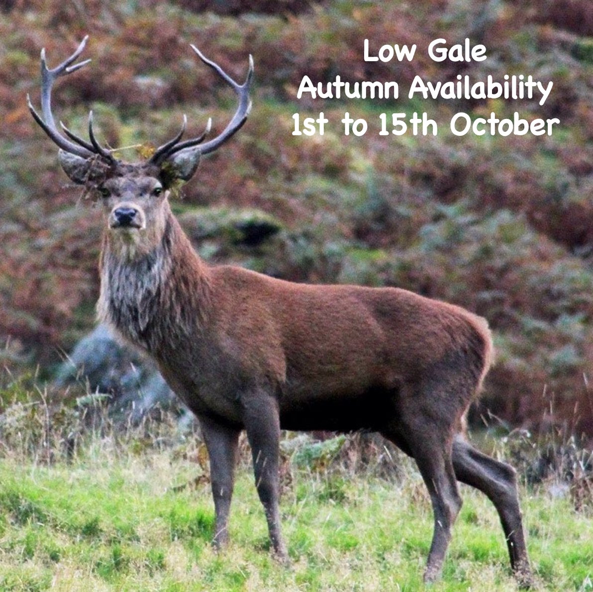 Looking for a holiday in October, when the Lakes become quiet, stunning Autumn colours &amp; the red deer make their way down the valleys for the annual rut? Low Gale has availability from the 1st - 15th howtowncottages.co.uk
 #autumnbreaks  #ullswater #thelakedistrict #howtown