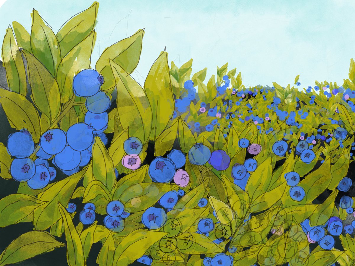 It’s blueberry season #blueberries #blueberrycake #mainewildblueberries