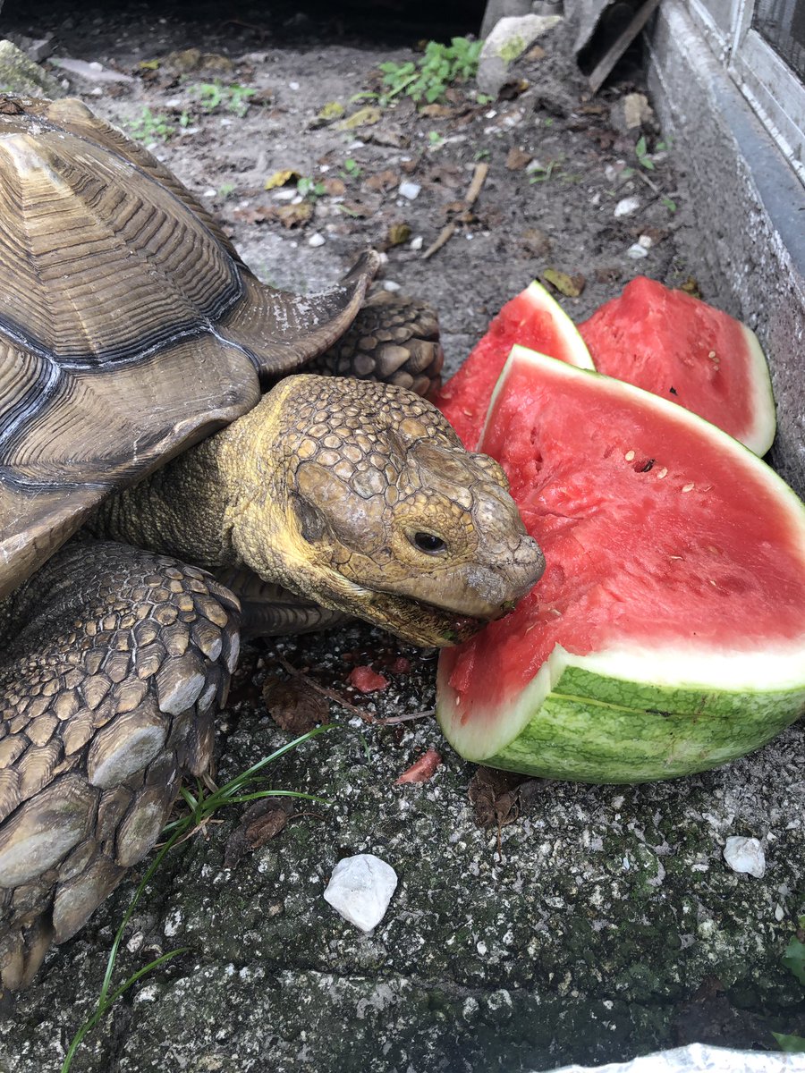 Will this be the time Moesha comes back to Leto High School Science Atrium? If all the repairs to the roof are completed, we want to prevent her from eating the debris.
