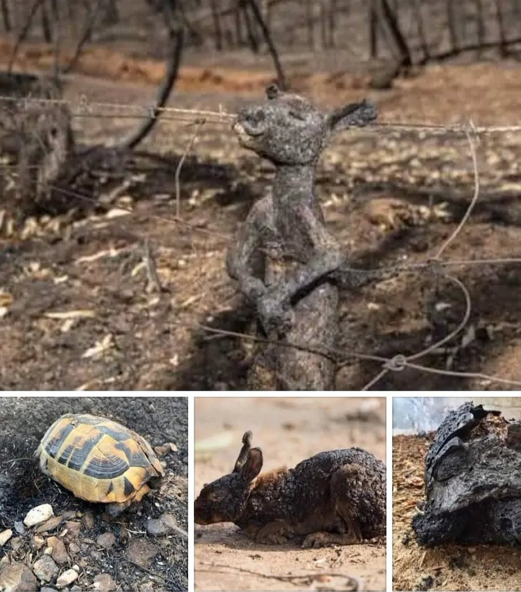 ALLAH BELANIZI VERSİN. Yaktığınız gibi yanın inşallah #ManavgatYaniyor