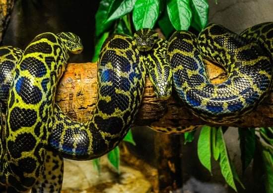 Rainy days mean fun days at Reptilia! ☔ 

As an indoor zoo, we are well-equipped to keep you dry from the storm while providing you with plenty of educational entertainment 🐊

Make sure to plan ahead though! Book your tickets in advance by visiting reptilia.org 🎟️