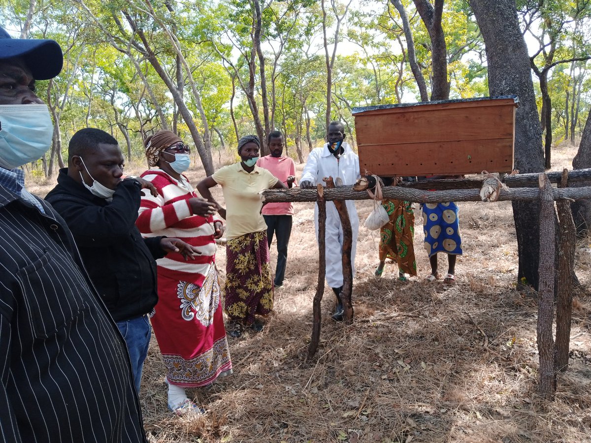 A Just Transition begin with empowering the Locals  with what they already know but you just add value. That us what we Resiliant. SEPA empowering people with beekeeping equipments. @DADC GGWI and OnebillionTrees inAfrica.