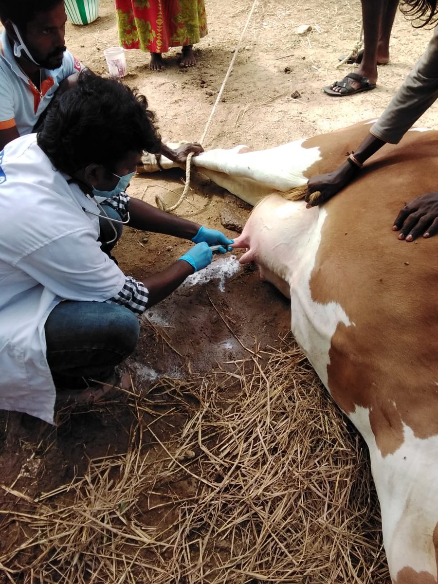 panditamizhar's tweet photo. One quack can kill 100 animals, one vet can eliminate 100 quacks so please appoint our selected vets to save millions of animals 
#APPOINT1141VAS
#விடியல்_அரசே_விடியல்_கொடு
#அன்புத்_தளபதி_ஆணையிடு
@mkstalin @ARROffice https://t.co/EoiTbYZaI6