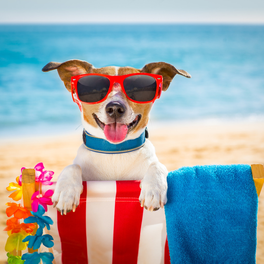 Hot enough for you? These are the #DogDaysofSummer. Do you know that roots of this phrase in #science? It dates back to the ancient Egyptians, who believed that hot weather was connected to the appearance of Sirius (the dog star) in the constellation Canis Major. #DoSomeScience