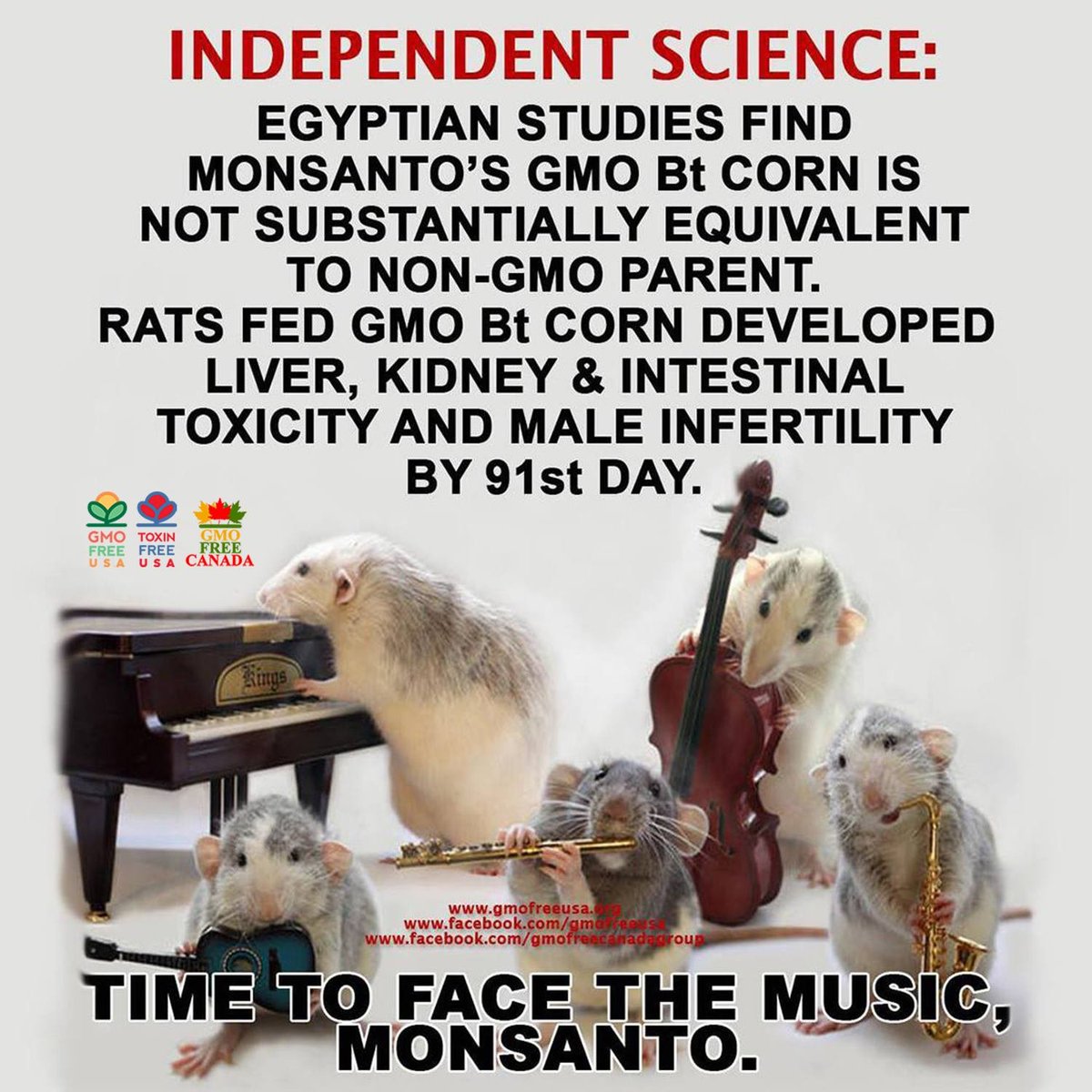 Independent Egyptian scientists have found that Bayer-Monsanto's GMO Bt toxic corn is NOT substantially equivalent to its non-GMO parent.
facebook.com/GMOFreeUSA/pho…