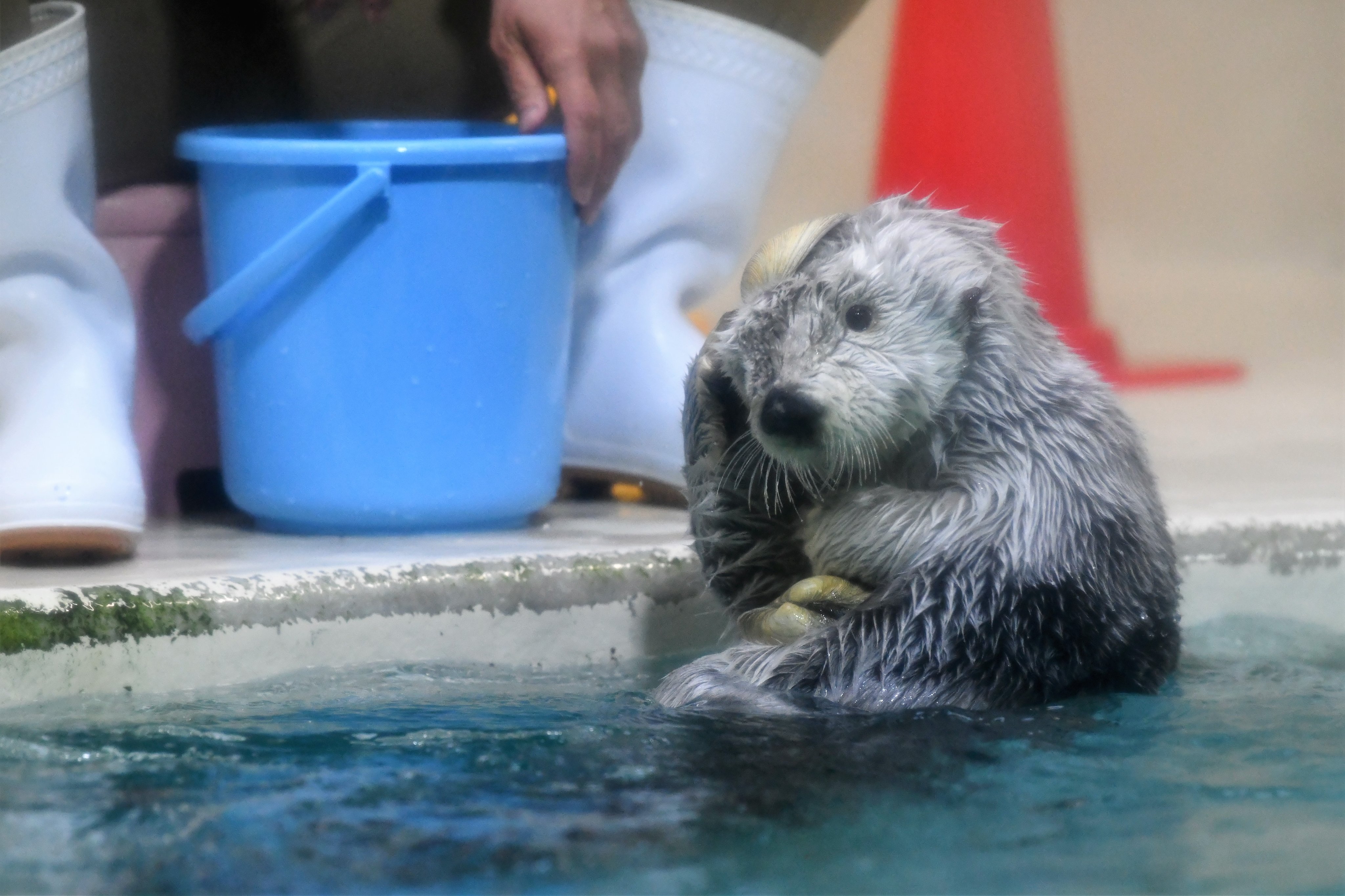 いらないよ 貝殻を乗せたい飼育員さんと返すラッコの攻防戦にほっこり 話題の画像プラス