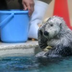 貝殻を乗せたい飼育員さんといらないので返すラッコのメイちゃん pic.twitter.com/FDP…