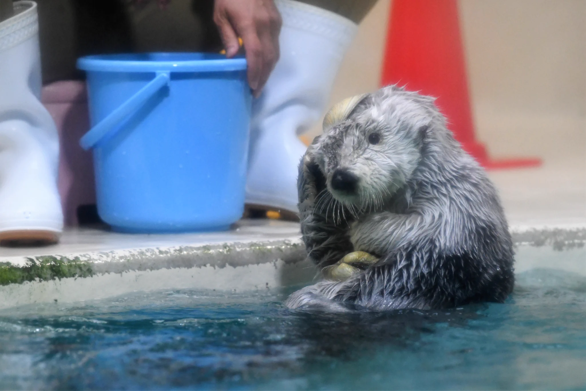 「いらないよ」貝殻を乗せたい飼育員さんと返すラッコの攻防戦にほっこり！