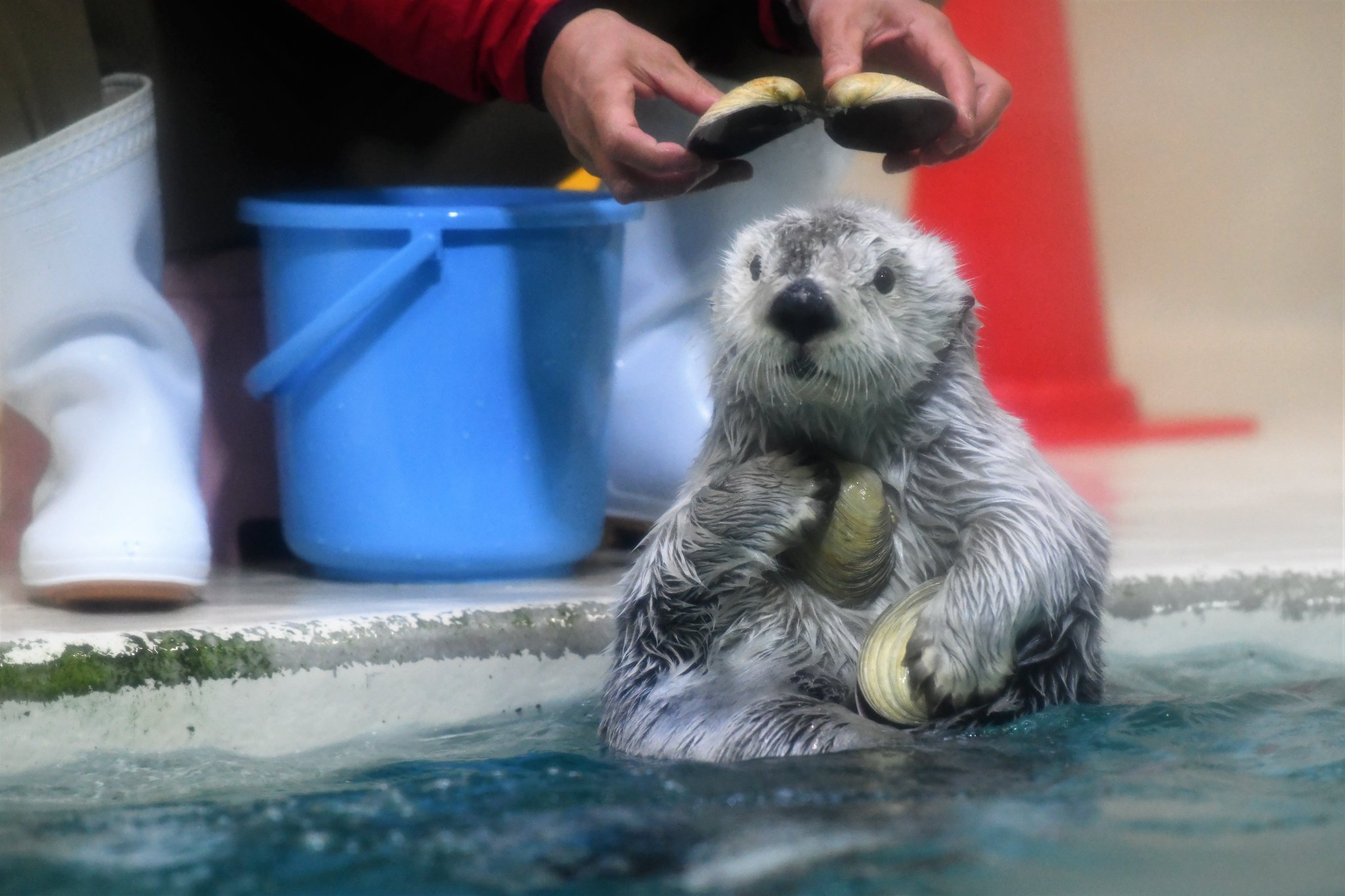 いらないよ 貝殻を乗せたい飼育員さんと返すラッコの攻防戦にほっこり 話題の画像プラス