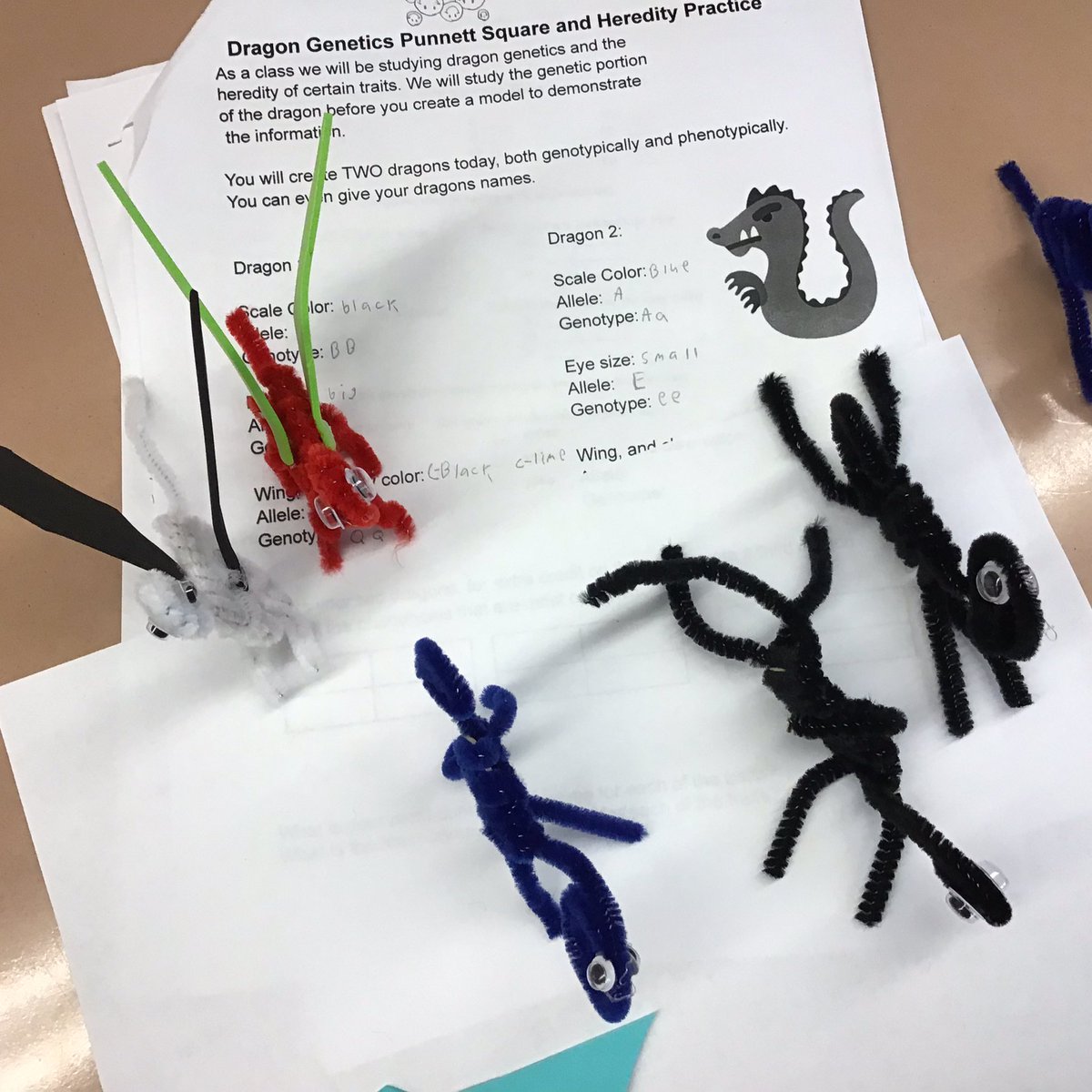Amundsen_HS's tweet photo. Students are doing a cool activity to learn about genetic classification by creating small dragons. They each made two dragons, one with dominant  phenotypes and the other with recessive phenotypes. https://t.co/aiWgIpMVjh