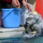 貝殻を乗せたい飼育員さんといらないので返すラッコのメイちゃん pic.twitter.com/FDP…