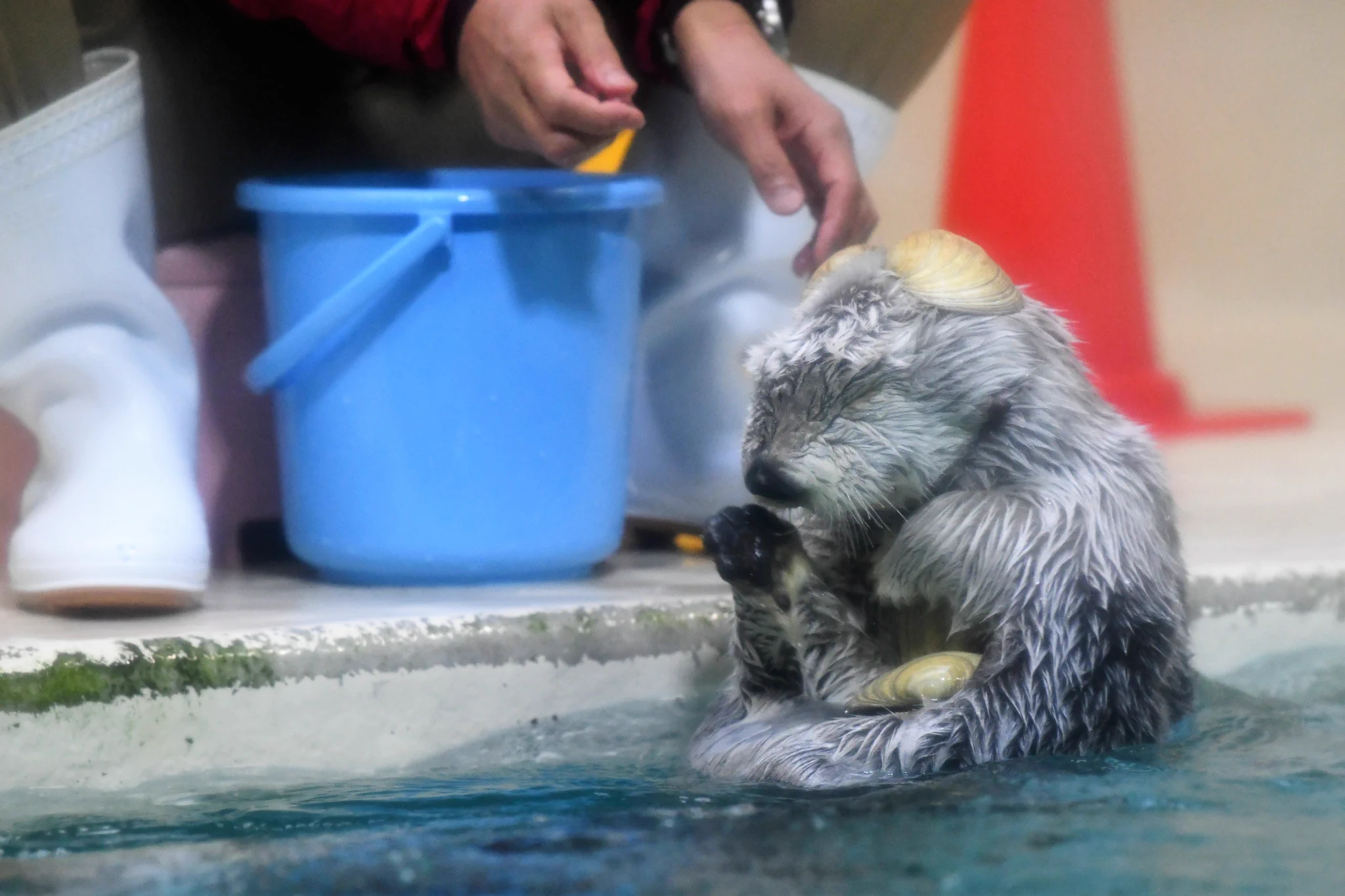 「いらないよ」貝殻を乗せたい飼育員さんと返すラッコの攻防戦にほっこり！