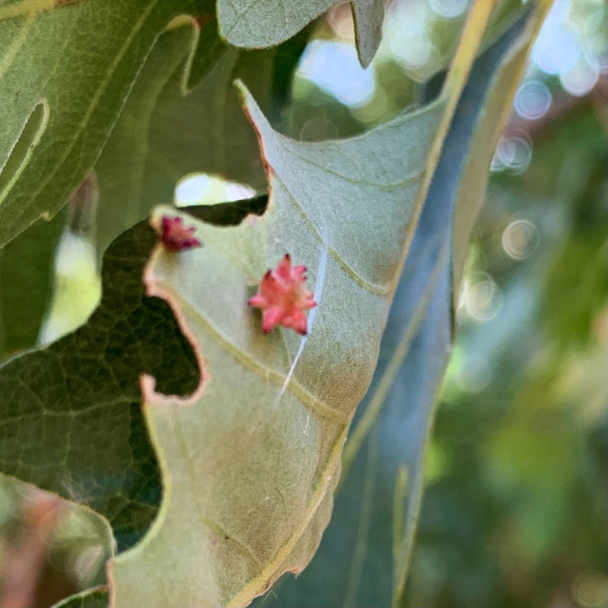 JorgeRH2O's tweet photo. One of the most exciting observation from @sacnas #SACNASSummerBioBlitz was this oak leaf #gall I found @stanfordjrbp on a #valleyoak (#Quercus lobata)! I don’t know the common name of the gall but found that the #galling insect is the #wasp: #Antron douglasii @iDigBio #galls https://t.co/UhGHKyTgDx