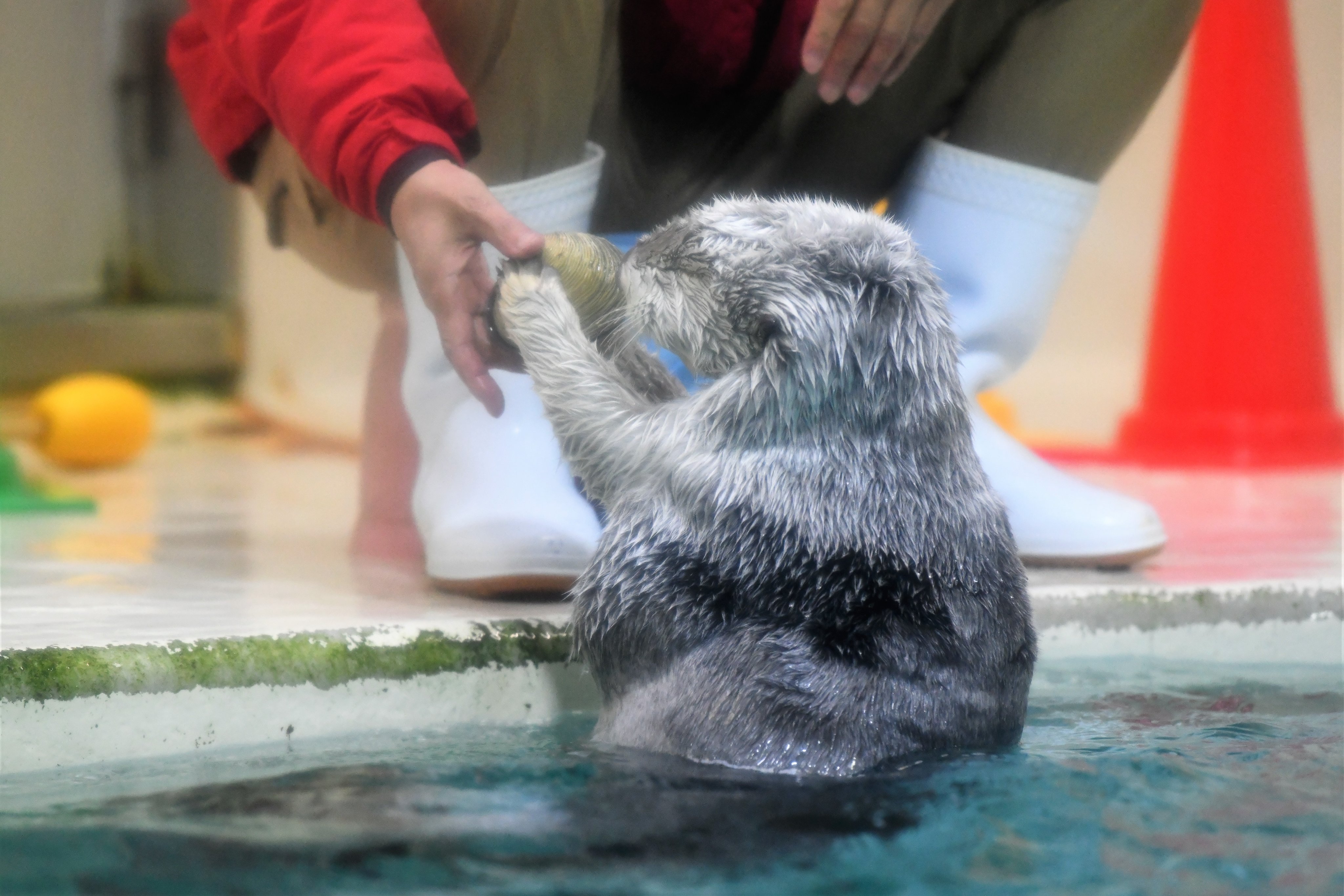 いらないよ 貝殻を乗せたい飼育員さんと返すラッコの攻防戦にほっこり 話題の画像プラス