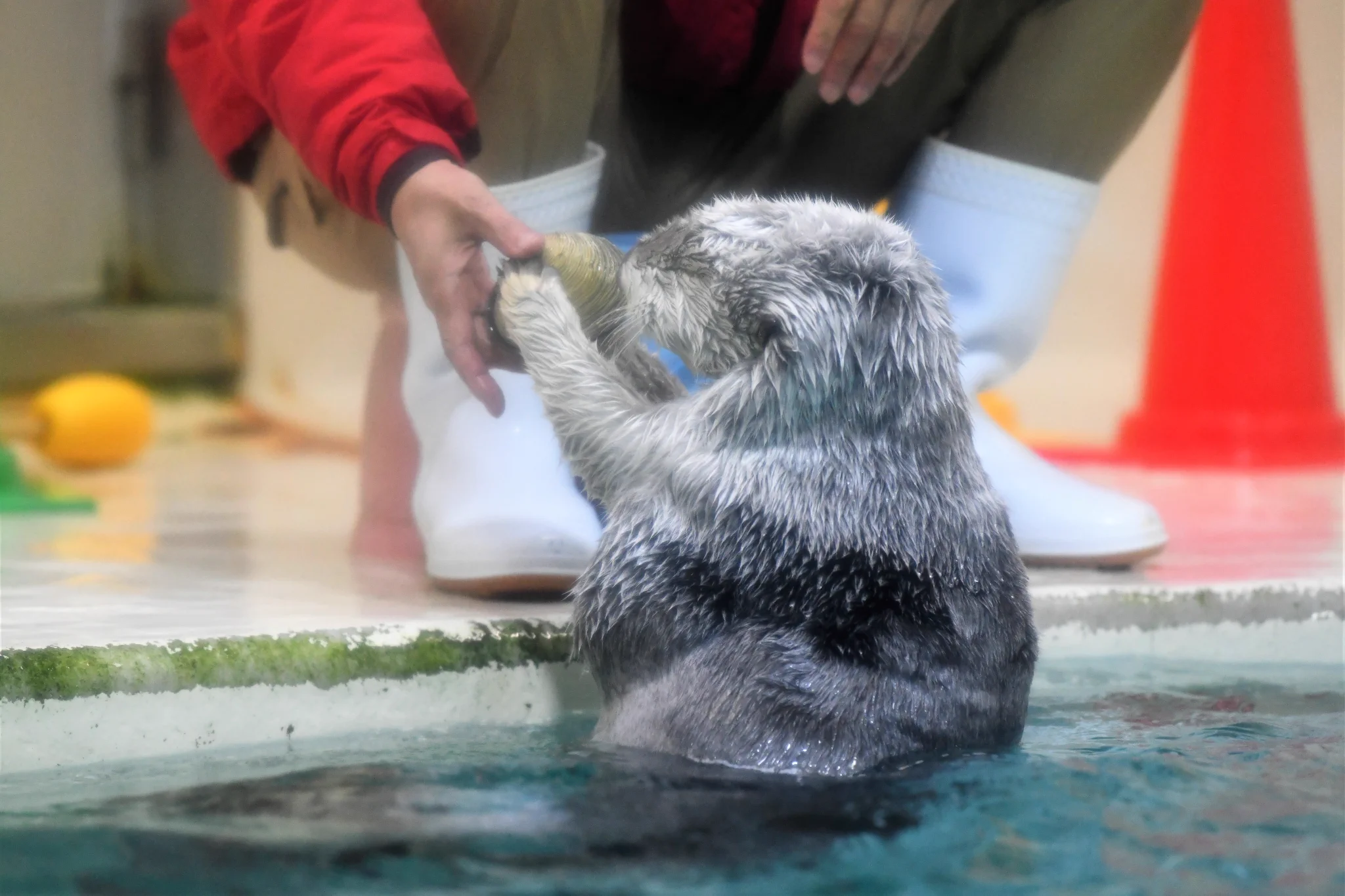 「いらないよ」貝殻を乗せたい飼育員さんと返すラッコの攻防戦にほっこり！