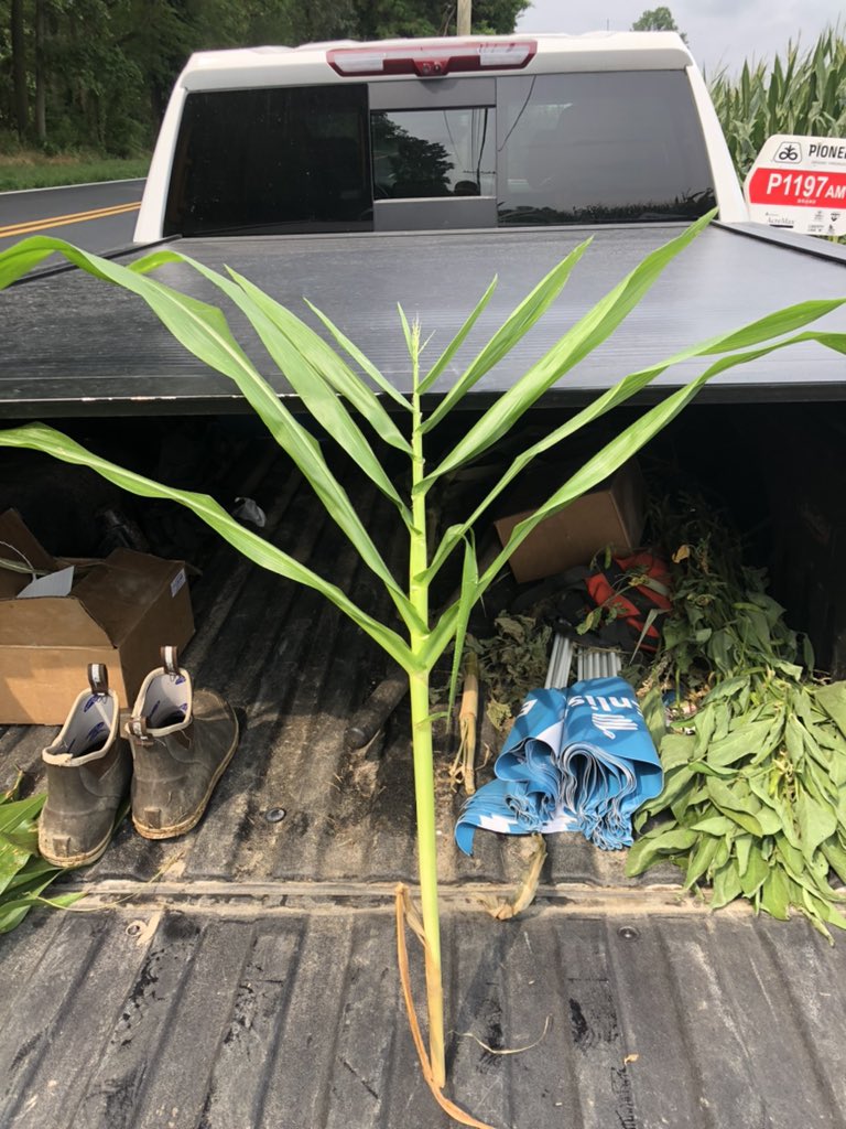 Ryan Permelia tweet media