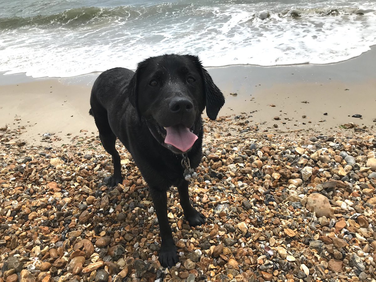 PhysioMand's tweet photo. #GuideDog  Fable &amp; I qualified 6 yrs ago. On our 1st anniversary I wrote this https://t.co/HUVGyuWUo2 &amp; every word is still true today. She amazes me every day with her work, love, loyalty, resilience and cheekiness. Here's to another year of adventures including a new home 🤞 https://t.co/NBKhl0xMUc