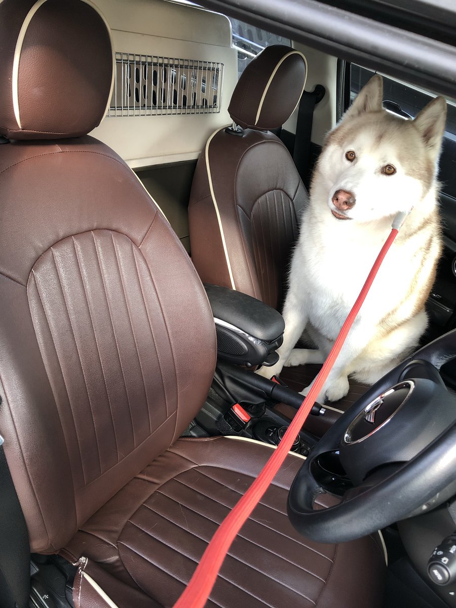 ハスキー犬のいる暮らし ヴィヴィアン日記 A Twitter 真っ先に助手席を陣取るシベリアンハスキー 左 残るは運転席と後部座席のケージの中 妻 後ろ乗って 夫 Me 夫婦漫才にあきれるシベリアンハスキー 右 T Co Ptbbpnevm1 Twitter