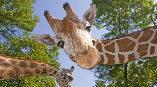 moreTestValley's tweet photo. Give the family a real treat and visit @Marwellwildlife - so much to do and see - don't forget to book four days in advance #Hipps #Rhinos #Meerkat #Giraffes #Penguins and so much more @Visit_Romsey @VisitTestValley @VisitHampshire picture from zoo website https://t.co/WMnXQSIndG