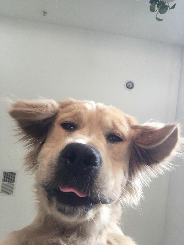 💖 (@twaniimals) on Twitter photo 