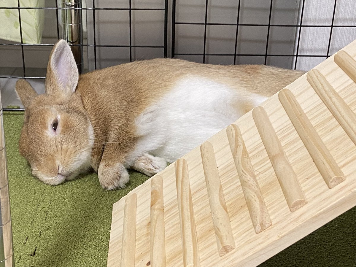 昨日と同じ場所で ウトウト…🥱💤
見てると こっちまで眠くなってきた💖😴

おやすみなさい🌙
また明日ね🌟

#おやすみなさい #おやすみ日本 #また明日ね