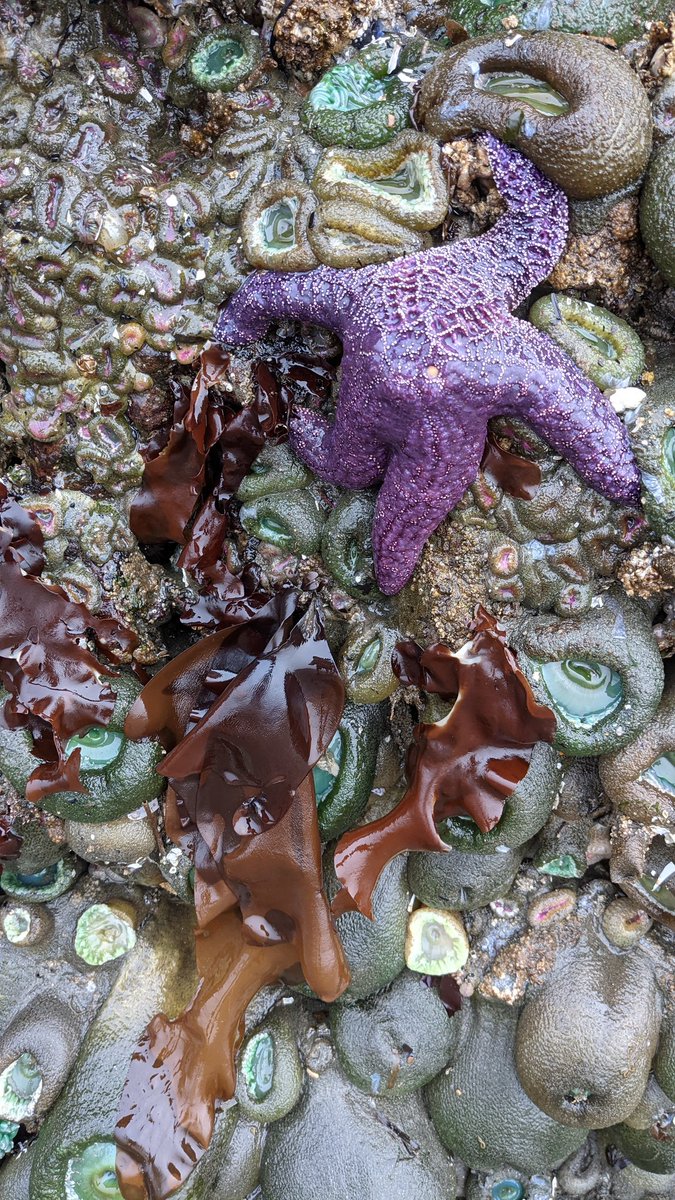 Copalis_Beach's tweet photo. #CopalisBeach #NegativeTide #NaturePhotography #TidePools https://t.co/kzjjsNOLrg