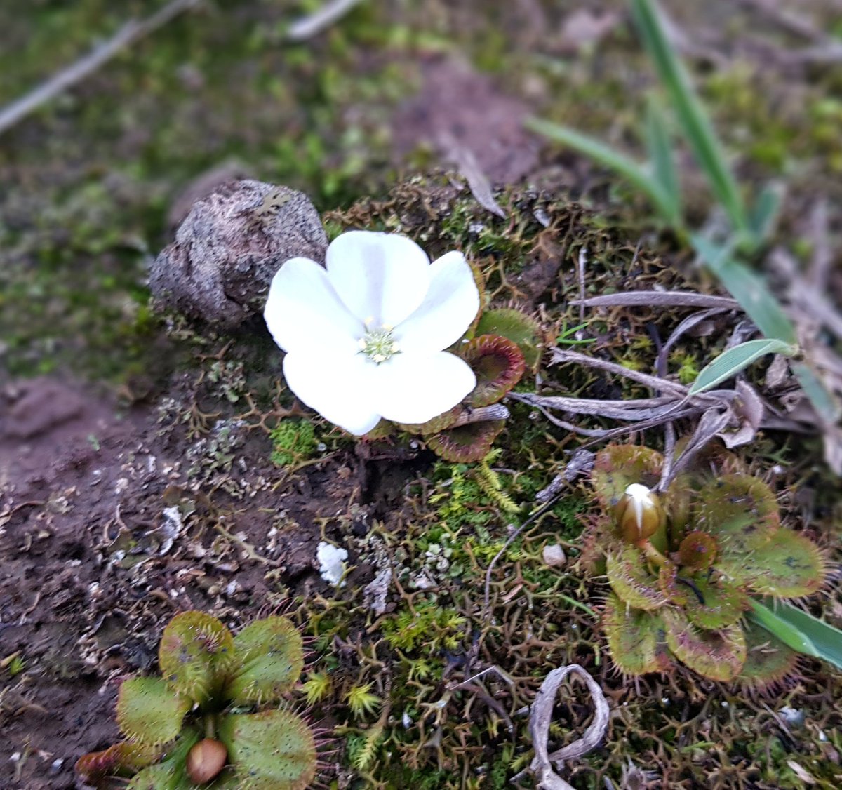 Paradoxa18's tweet image. Here's another of the sundews,  flower as big as the plant.
Rabbit scat for scale.
#tinynature
#almostspring